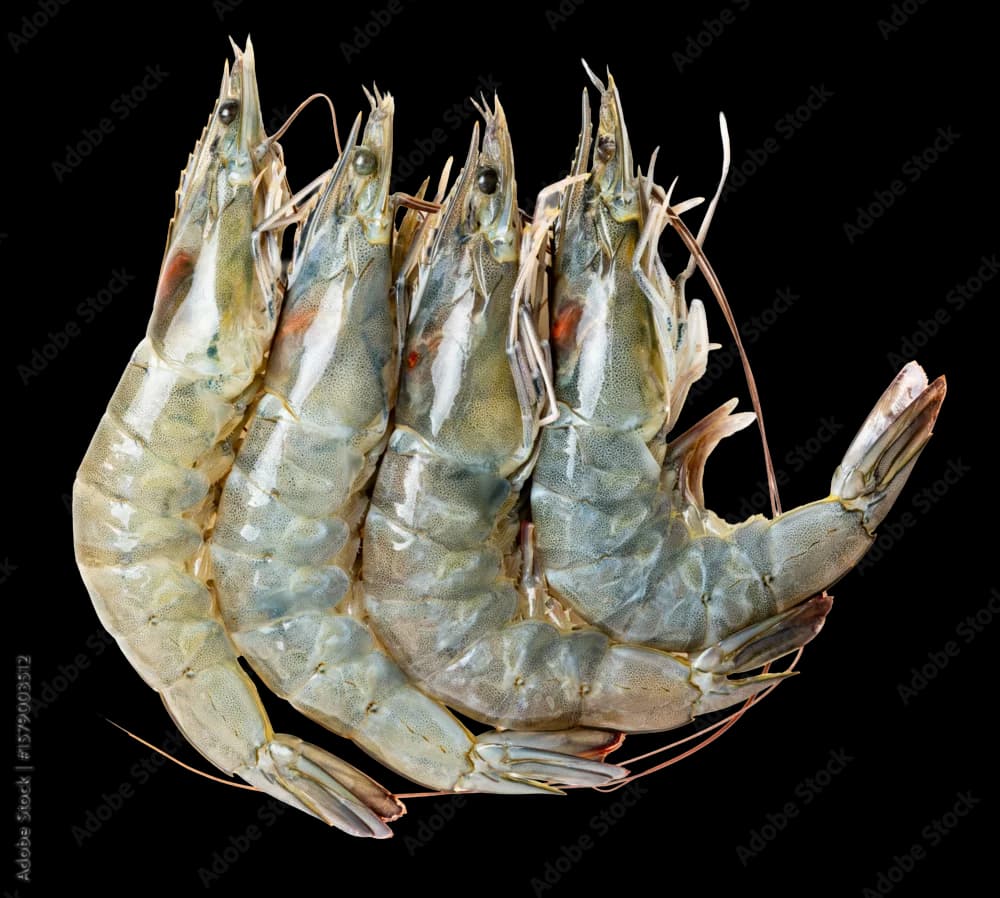 fresh water prawns