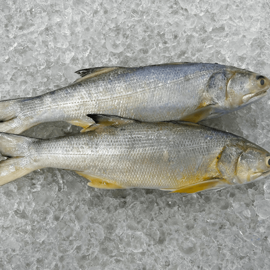 Rawas / Indian salmon