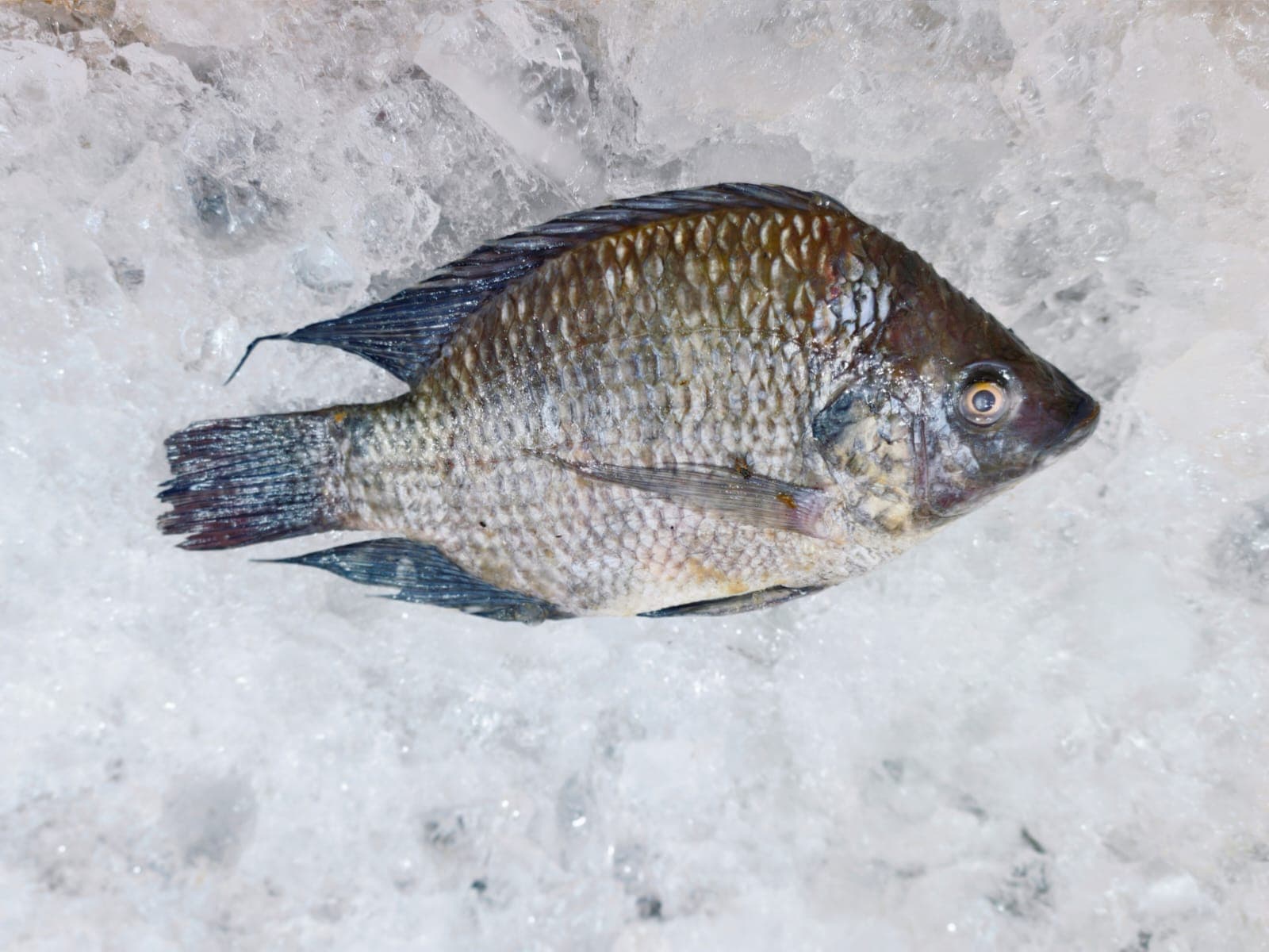 Tilapia / Chilapi (whole fish)