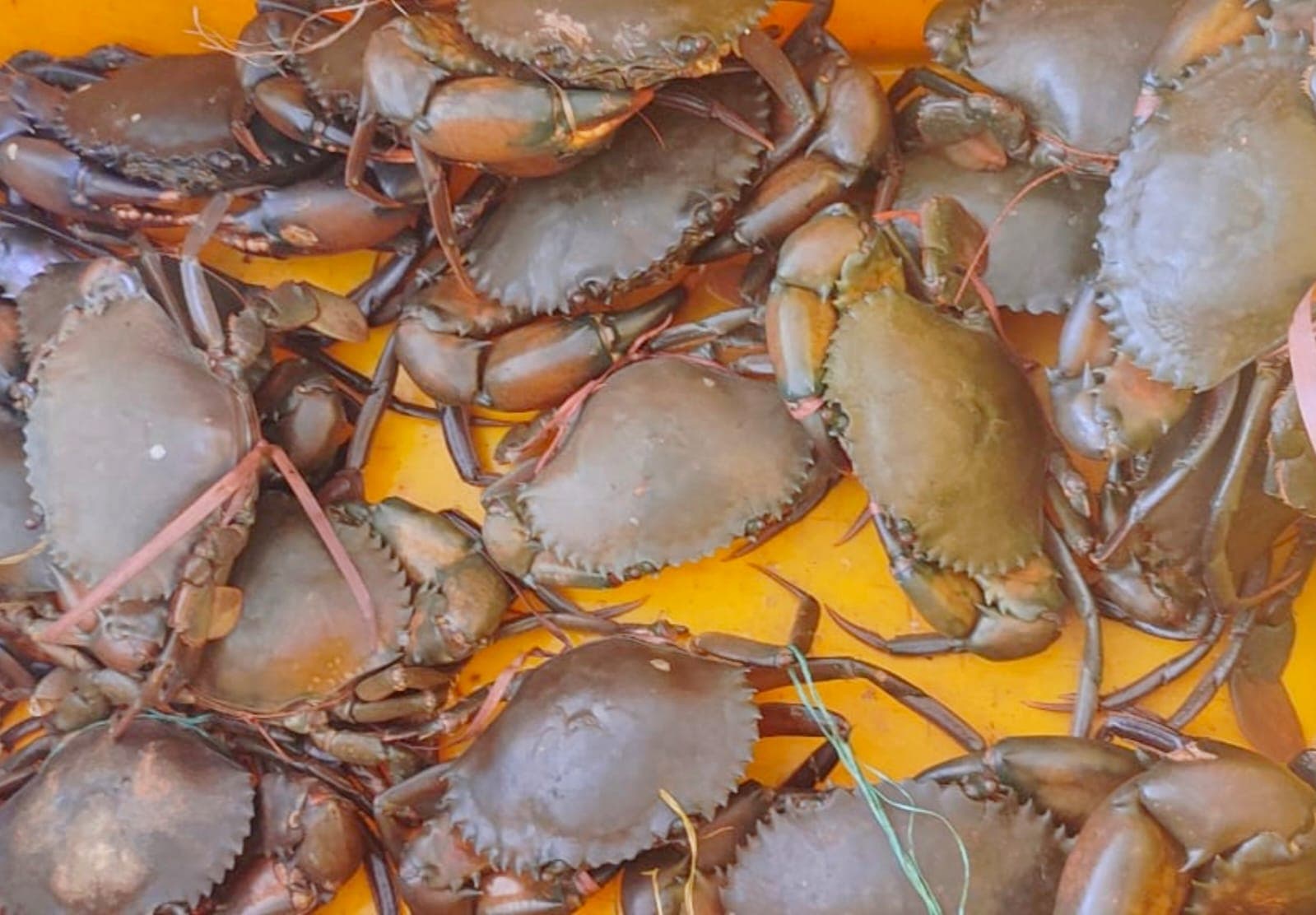 Chimbori (Small crabs )