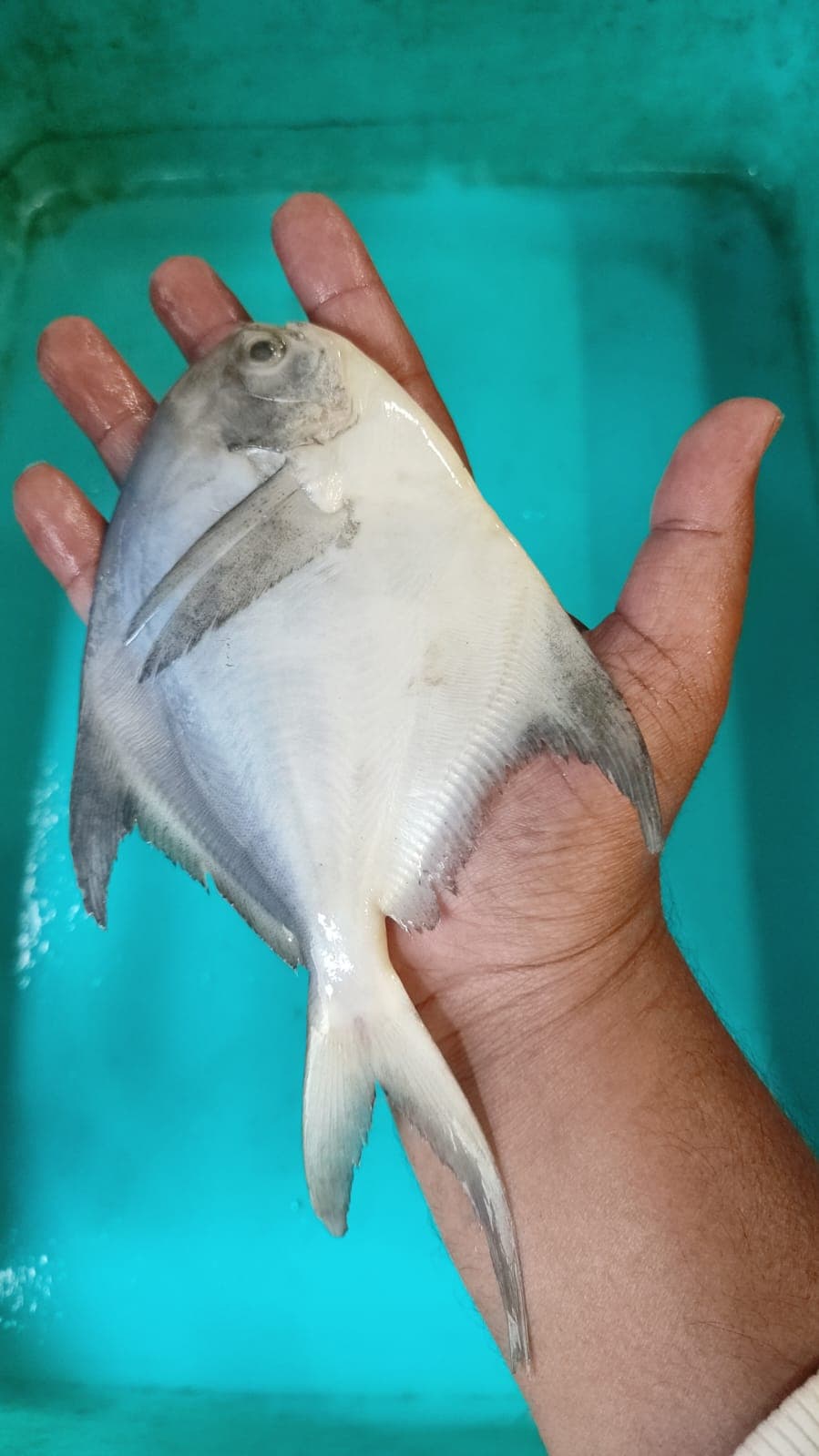 Medium pomfret