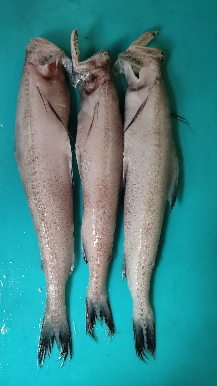 Bombil / Bombay duck