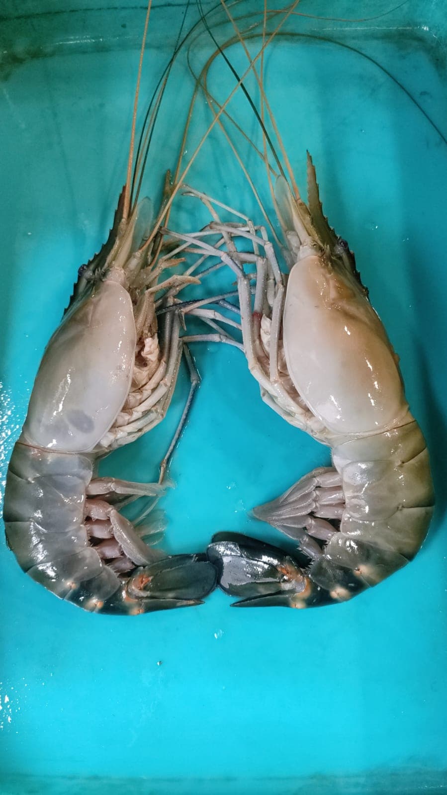 Scampi / golda chingri 10-15 pieces