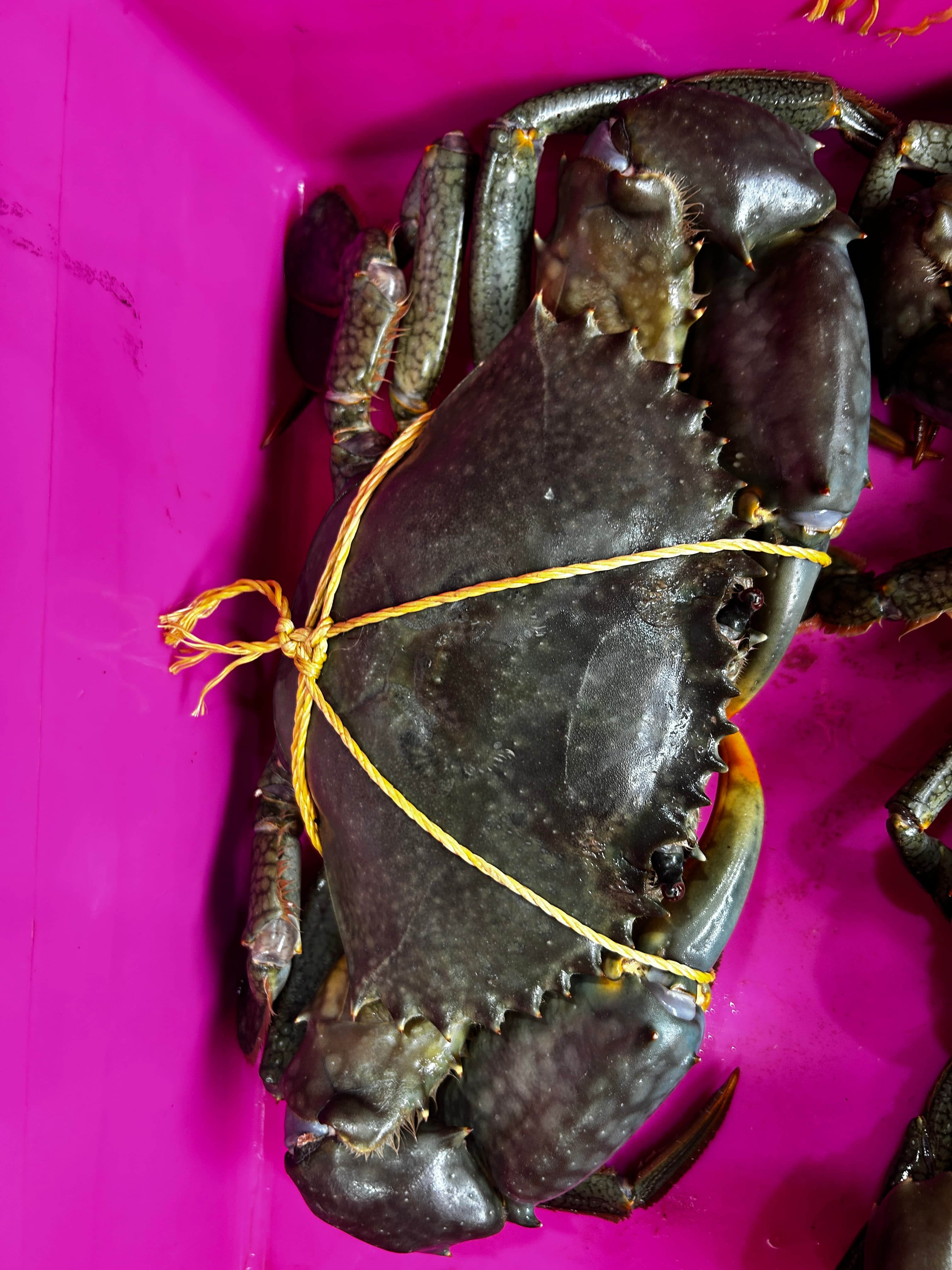 Mud crab 1 kg 1 piece