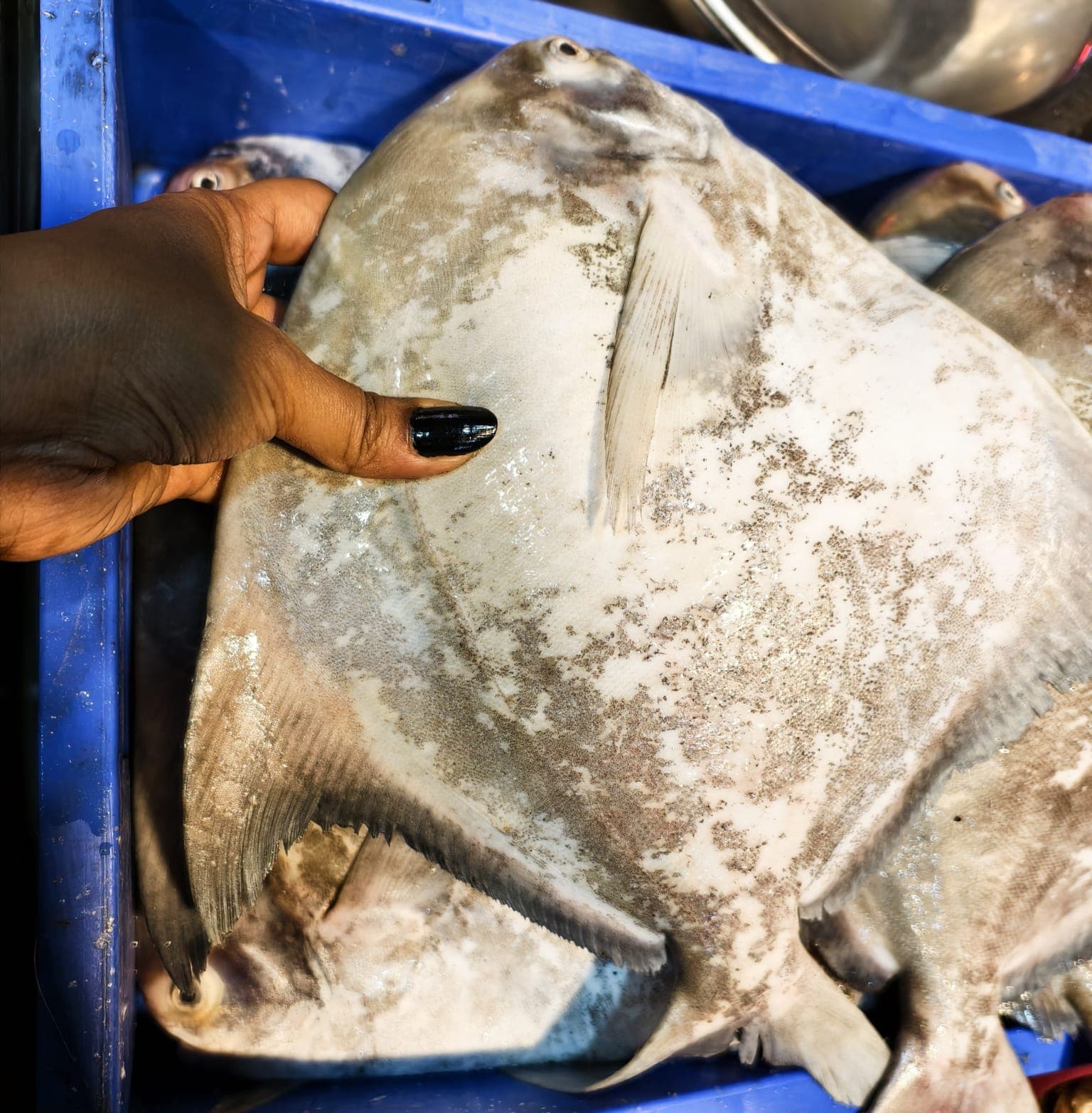 Chinese pomfret 800-900 gram