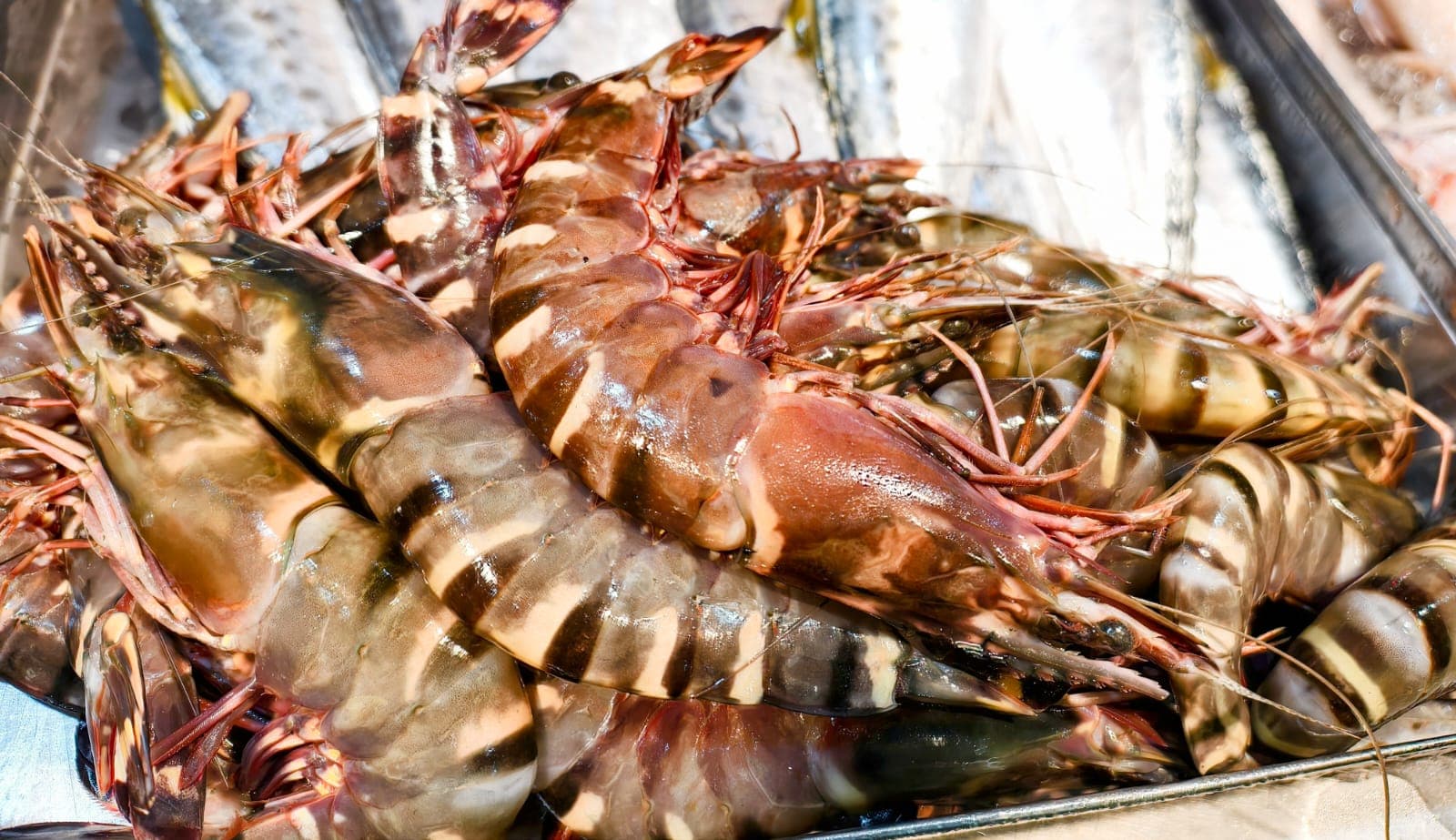 Tiger prawns