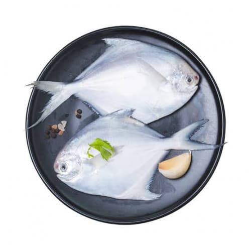 White Pomfret big