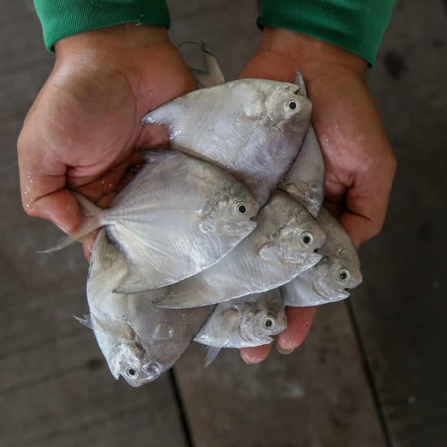 Small Pomfret