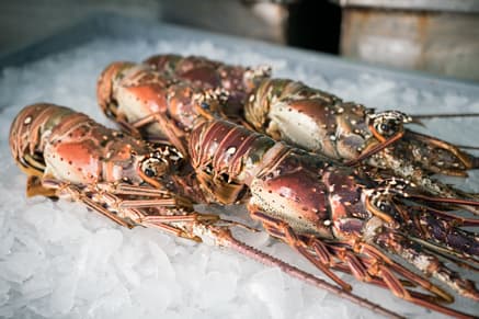 Lobster