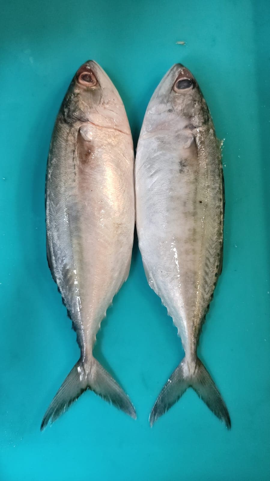 Mackrel / Bangda