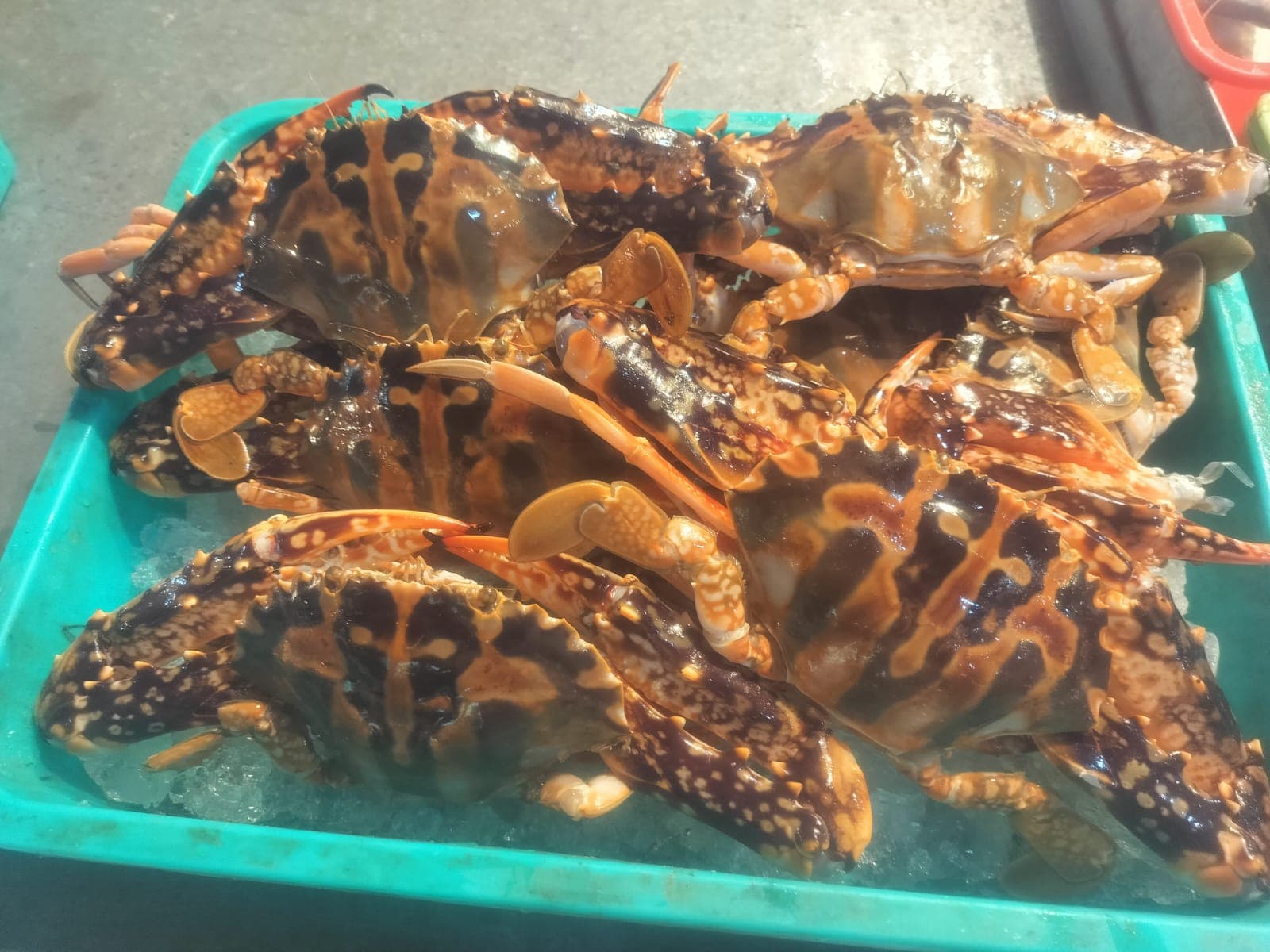 Sea crab (5-6 pc)