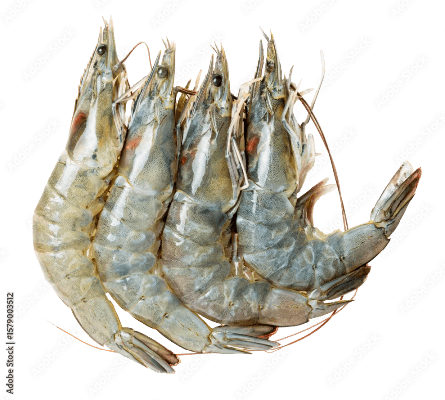 fresh water prawns kg