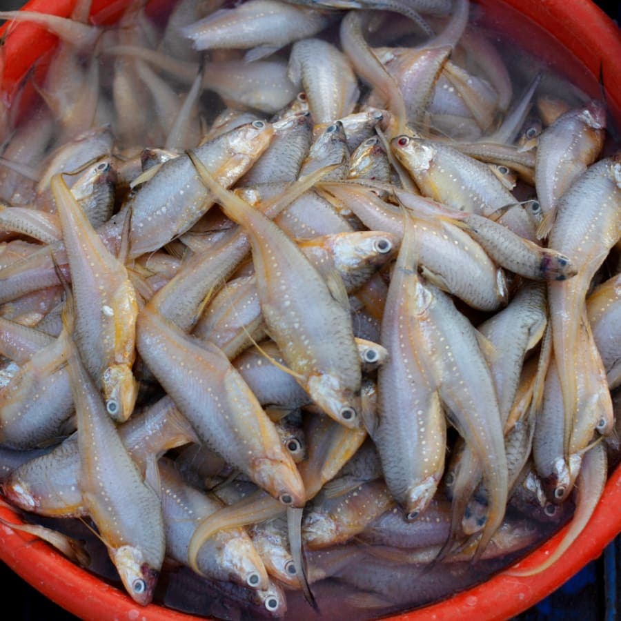 Mandeli kg