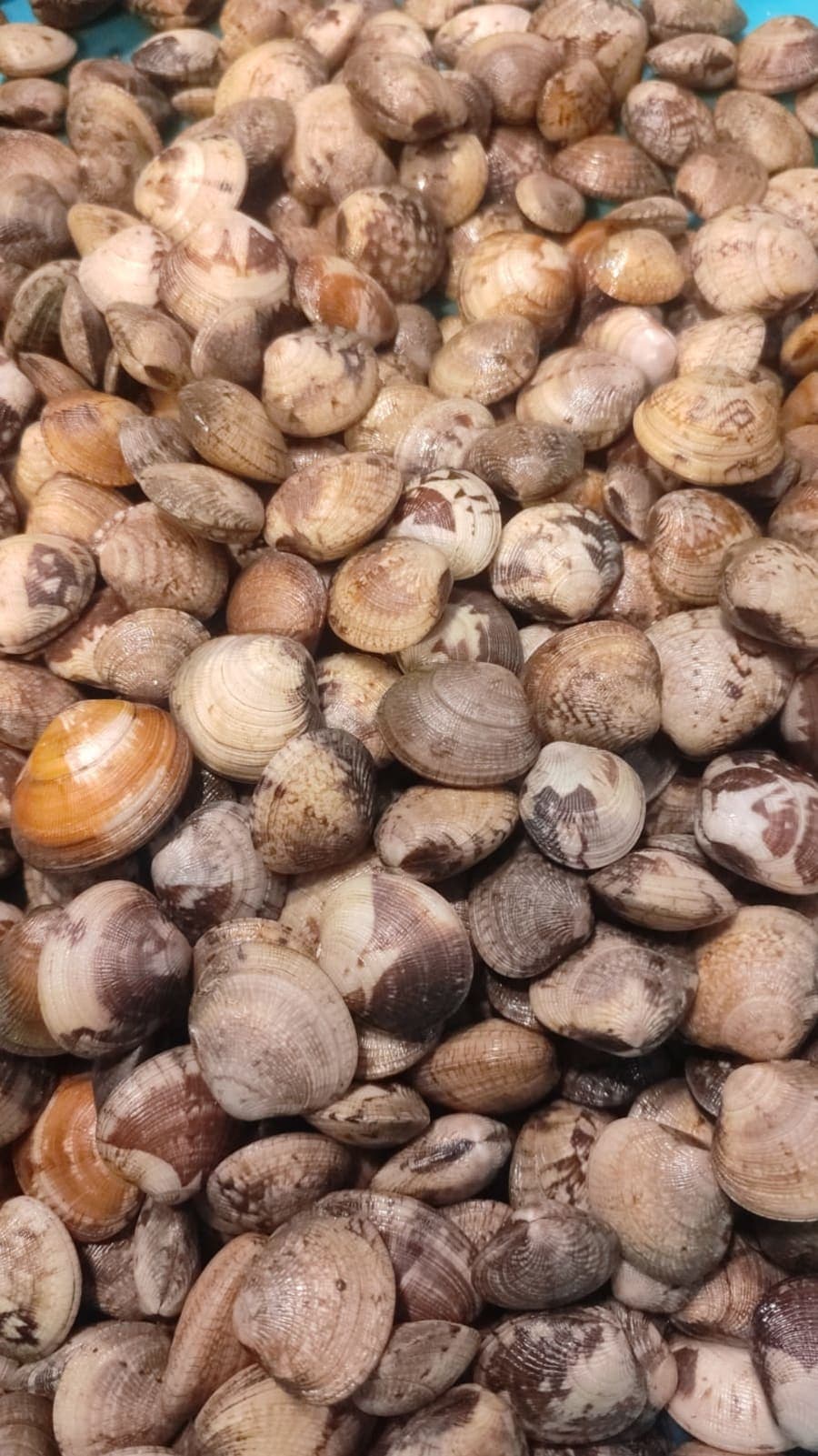 Shimple / Clams kg
