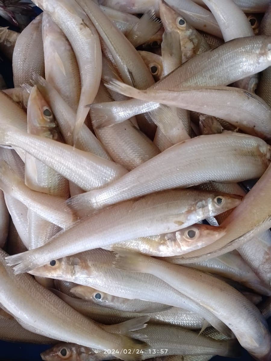 LADY FISH kg