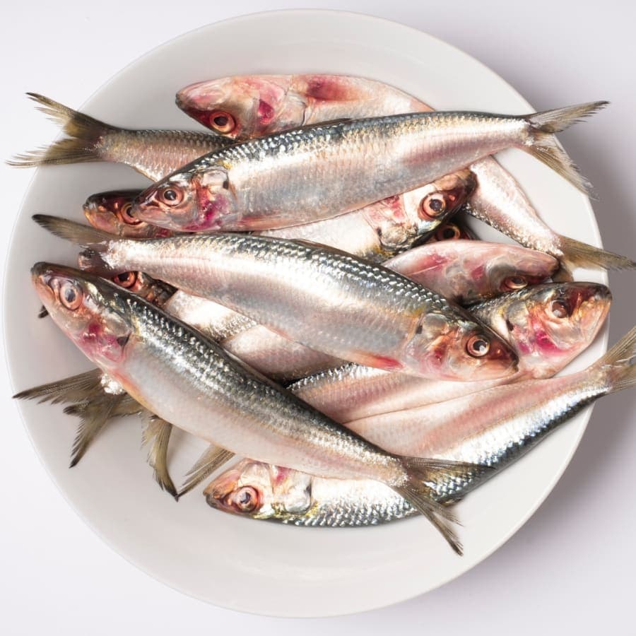 SARDIN FISH kg