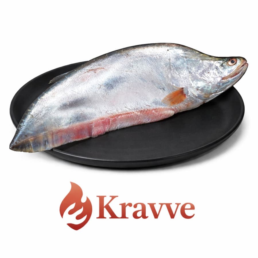 Chitol Fish kg