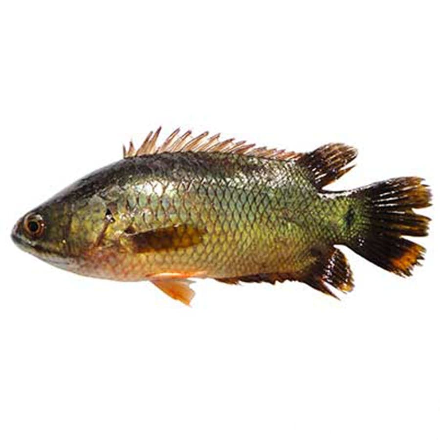 Koi mach kg