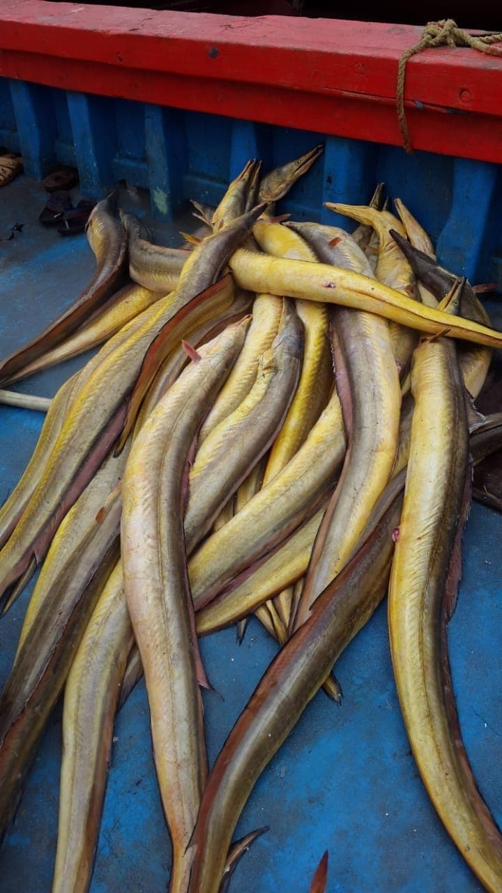 Yellow Vam FIsh