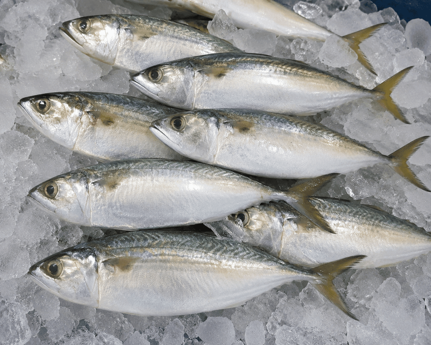 Bangda / Mackerel fish