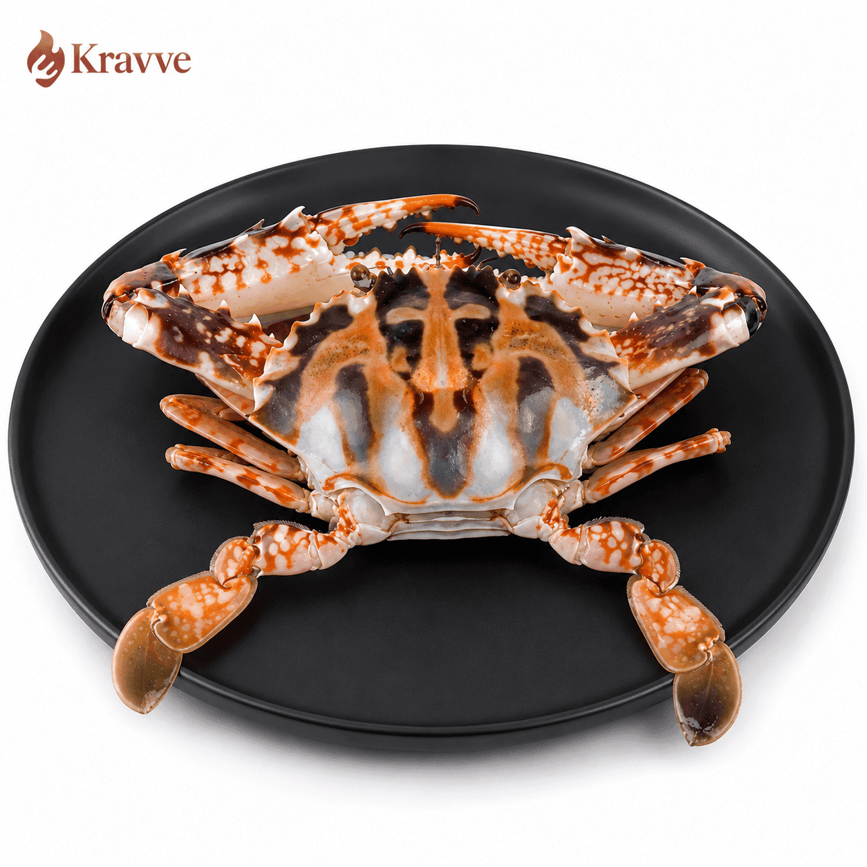 Sea Mud Crab medium